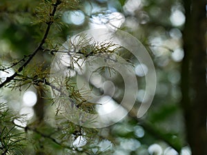 Larch forest nedles branches bokeh