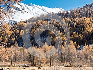 Larch forest and snowy mountain in fall