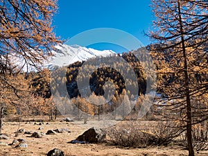 Larch forest and snowy mountain in fall