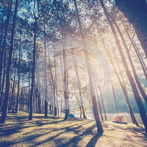 Larch forest with sunlight and shadows at sunrise