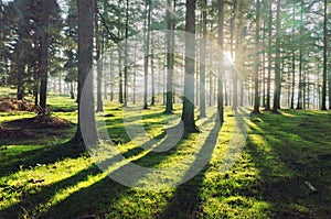 Larch forest with sunlight and shadows