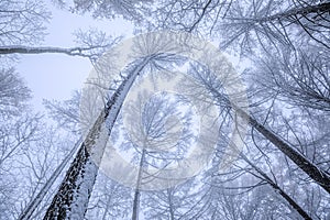 larch forest in winter look up