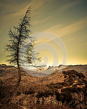 Larch on Holme Fell photo