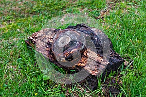 Larch log with bizarre outgrowth lies on the green grass in a clearing in the Altai