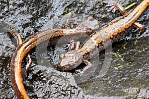 Larch Mountain Salamanders