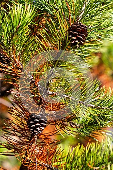 Larch Pine Trees begin to turn into fall colors in Oregon forest