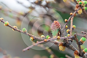 Larch pink flowers blooming in garden close-up. Female cone of european larch.