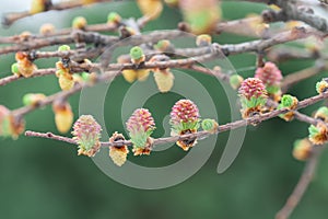 Larch pink flowers blooming in garden close-up. Female cone of european larch.