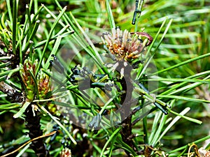 Larch sawfly on pine bush