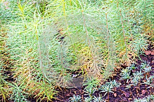 Larch seedlings in a seedbed turning yellow