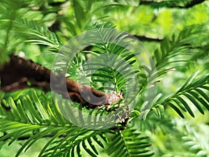 Larch with small leaves, tree.