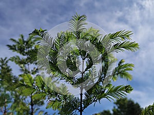 Larch with small leaves, tree.