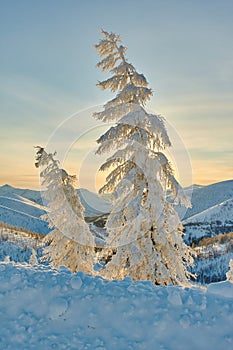 Larch in snow in mountains. Winter. A decline. Evening. Kolyma