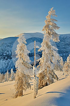 Larch in snow in mountains. Winter. A decline. Evening. Kolyma