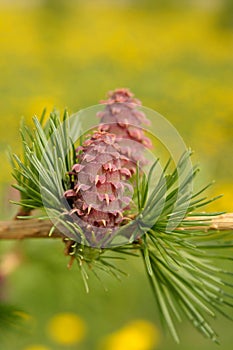 Larch strobiles