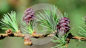 Larch strobiles and common chaffinch