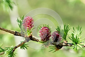 Larch strobiles photo