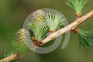 Larch strobiles photo