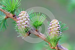 Larch strobiles photo