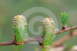 Larch strobiles photo