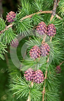 Larch strobiles
