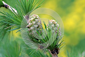 Larch strobiles