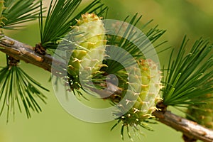 Larch strobiles
