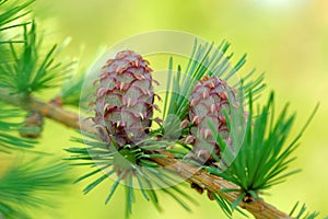 Larch strobiles photo