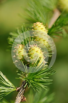 Larch strobiles