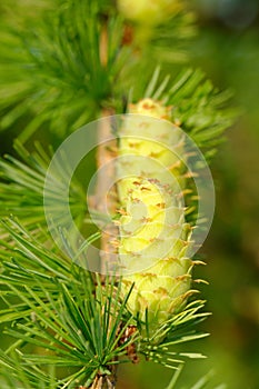 Larch strobiles photo