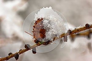 Larch strobili in the beginning of New Year