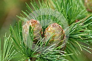 Larch strobili: two young ovulate cones with raindrops