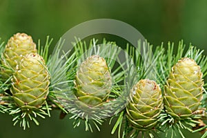 Larch strobili: five young ovulate cones with raindrops photo