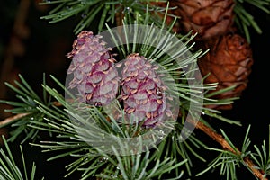 Female Larch strobili