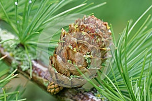 Larch strobili: an old ovulate cones with raindrops photo