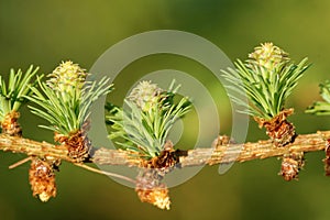 Larch strobili