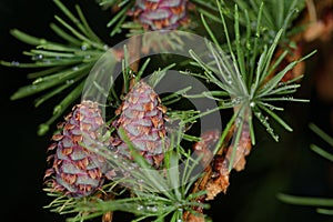 Female Larch strobili