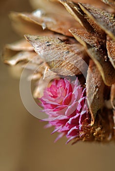 Larch strobili, young and old ovulate cones