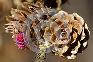 Larch strobili, young and old ovulate cones