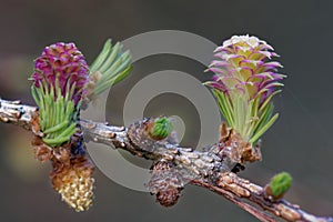 Larch strobili, young ovulate cones