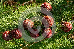 Larch strobili: young ovulate cones