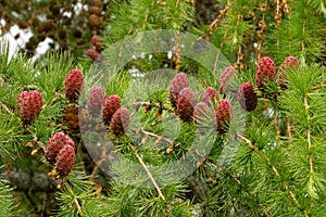 Larch strobili: young ovulate cones