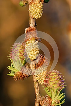 Young cones of larch tree in spring