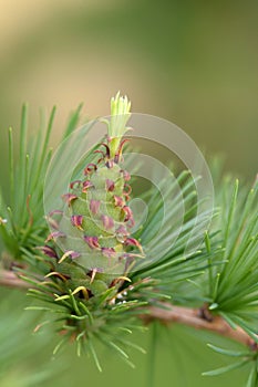 Larch strobilus