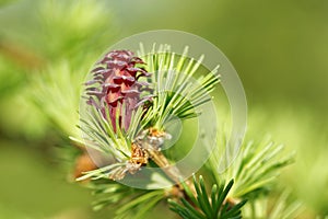 Larch strobilus