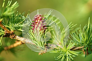 Larch strobilus