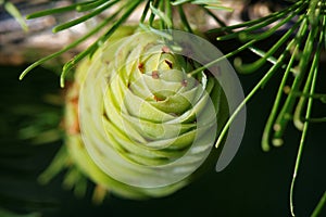 Larch strobilus, an ovulate cone