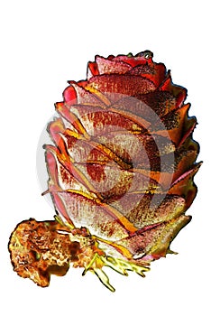 Larch strobilus, an ovulate cone photo