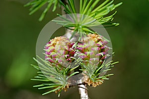 Larch strobilus: two young ovulate cones