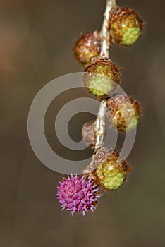 Larch strobilus, young ovulate cone